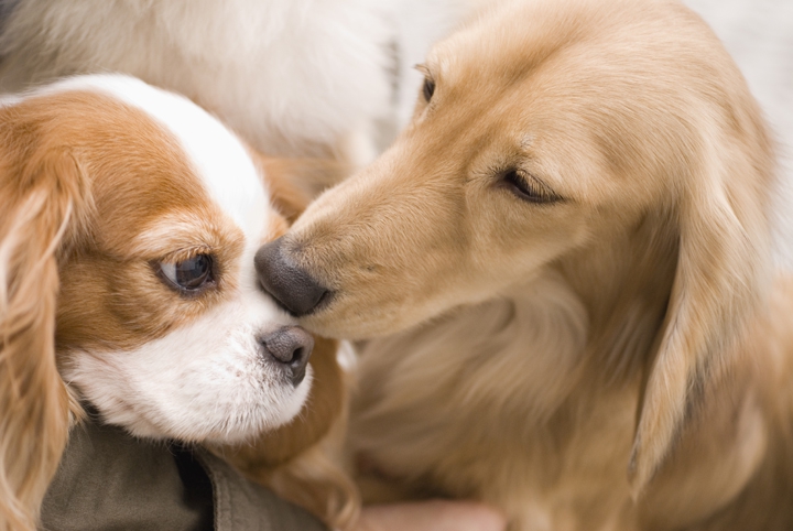 犬のコミュニケーション