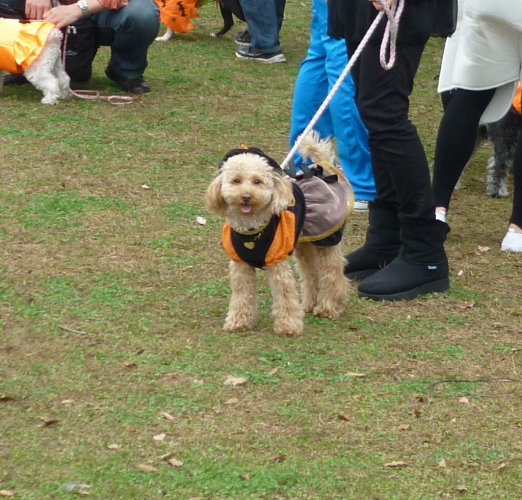 犬の仮装