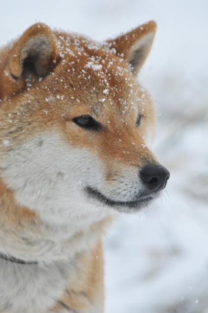 雪の中の柴犬の写真