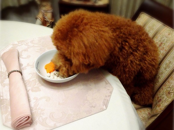 食べる犬