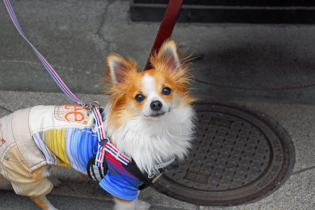 見つめる犬