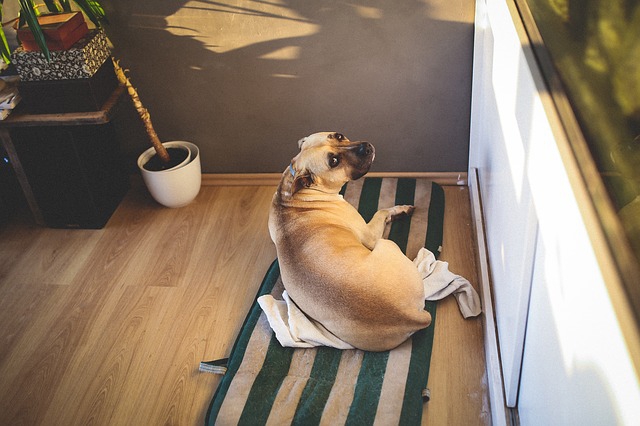 毛布に座る犬