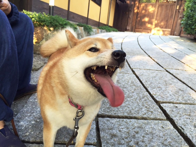 元気そうな柴犬