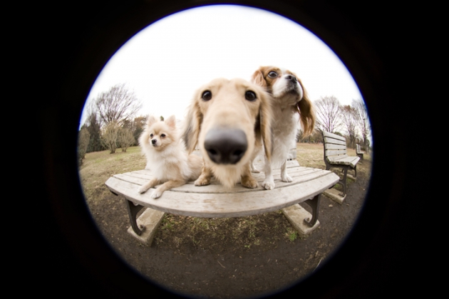 犬の気持ちを読み取るコツ