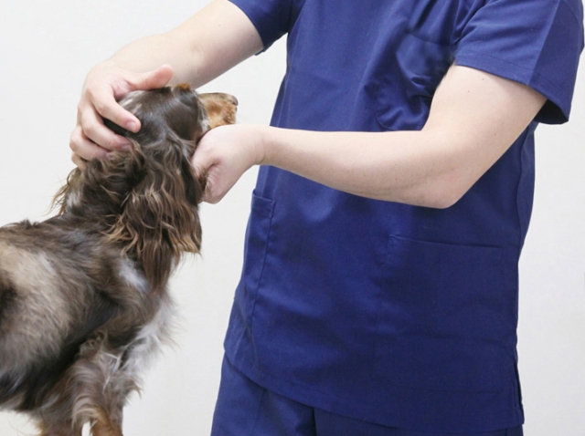 獣医師　青いユニフォーム　犬診察中