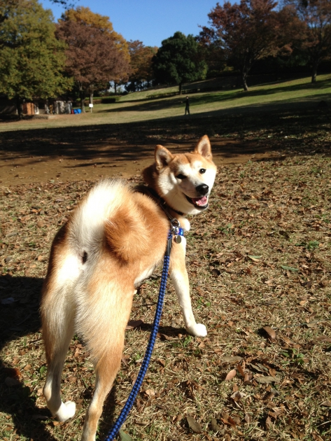 元気な柴犬