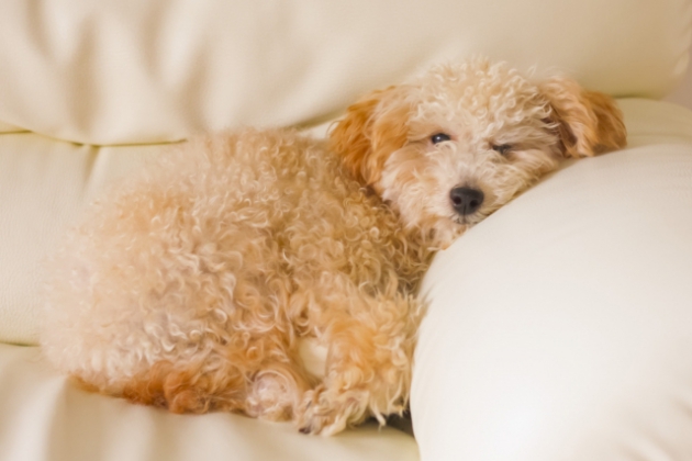 気持ちよさそうな犬