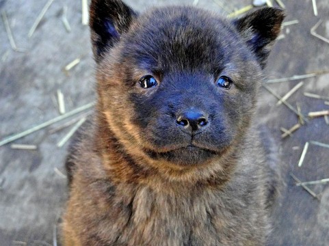 赤ちゃん犬