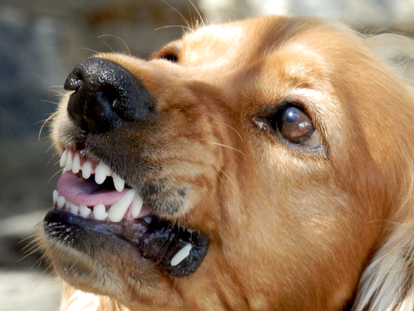 今にも吠えそうな犬