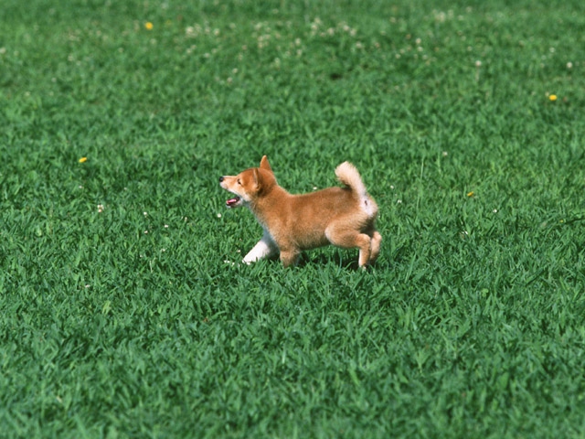 草原で走る柴犬の子犬