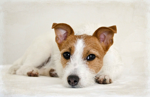 犬の痙攣について