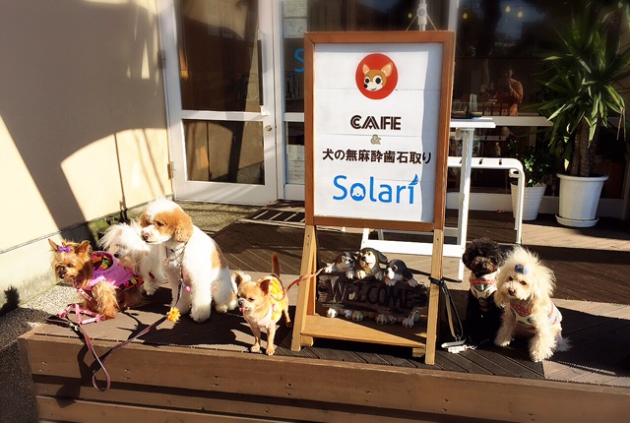 ＃＃ドッグカフェ　Solari＃＃