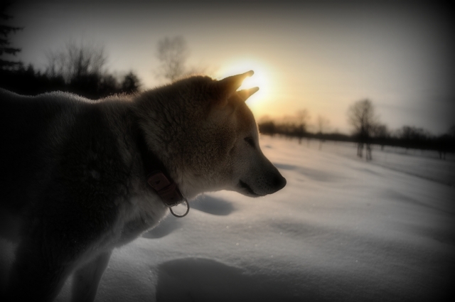 光と犬