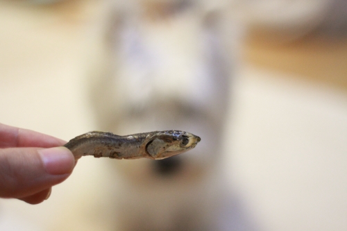 煮干しと犬