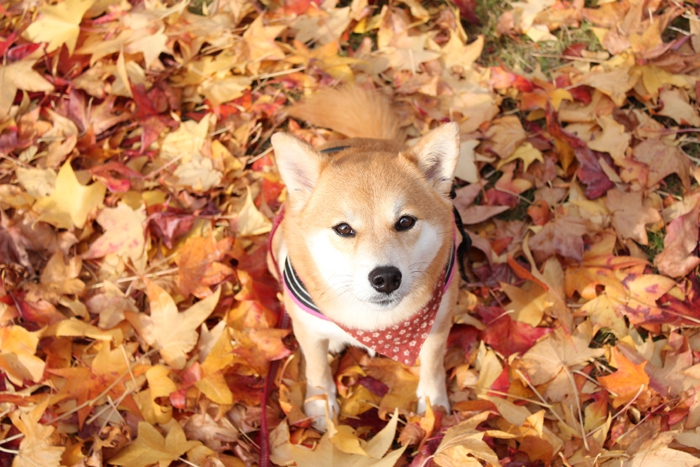 落ち葉と柴犬