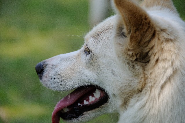 犬の横顔