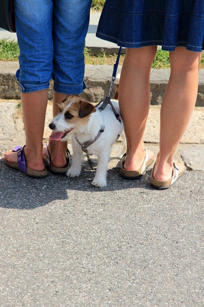 二人の女性の脚と犬