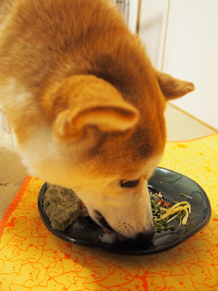 食べる犬