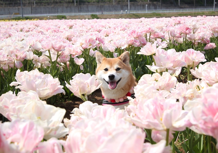 ピンクのチューリップに囲まれる柴犬