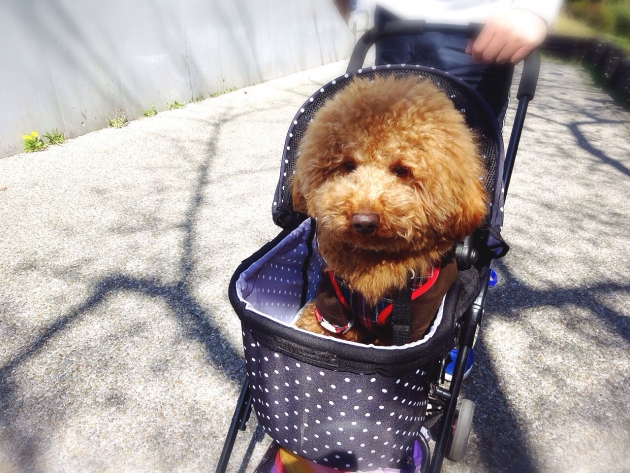 ペットカートに乗ってる犬