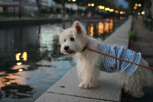 海と犬