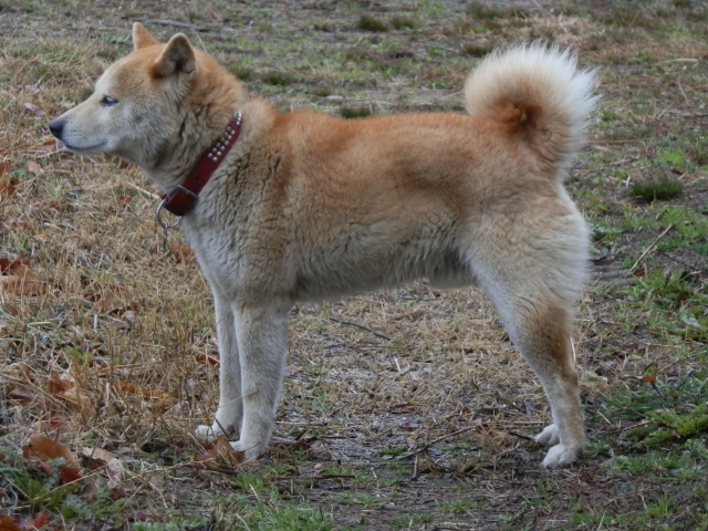 横向きの犬