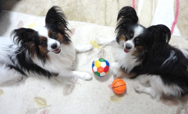 向かい合う犬。遊んで癒すイメージ