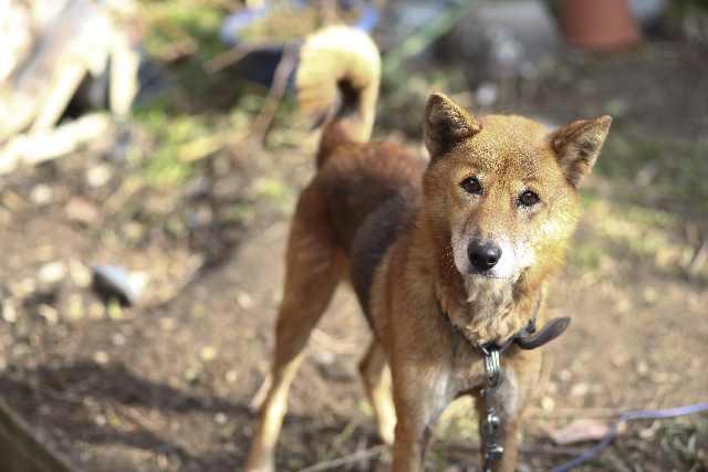 庭に繋がれた犬