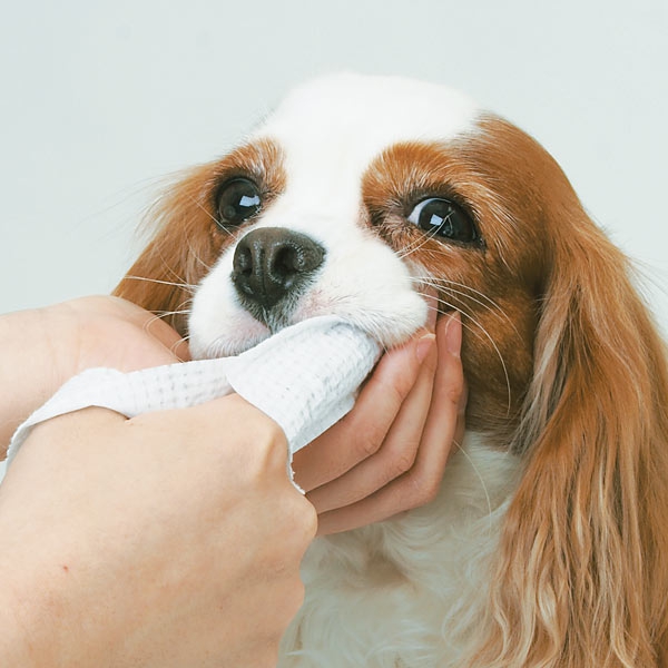 犬の歯磨き