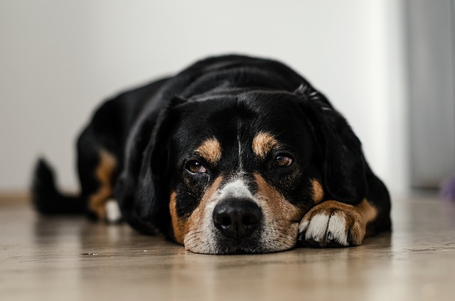 不安な表情の犬