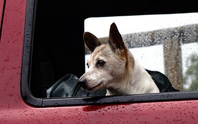 車に乗る犬