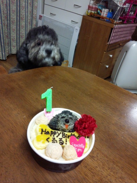 ぶれている犬とケーキ