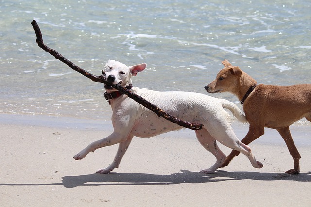 運動する犬