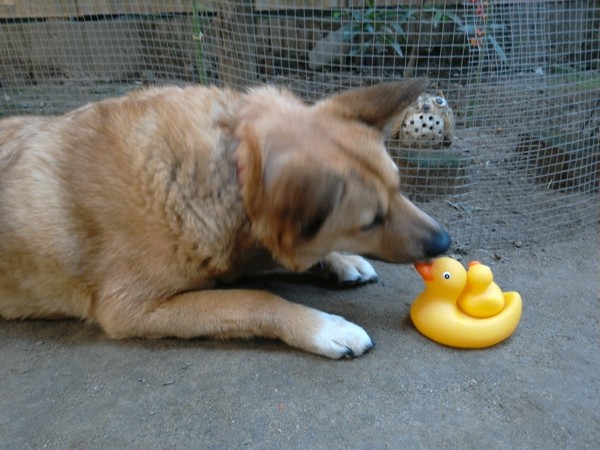 犬とアヒル