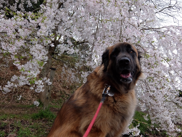 桜と犬