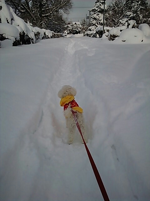 寒くても吹雪でも散歩に出ないと気が済まない犬もいたりして…