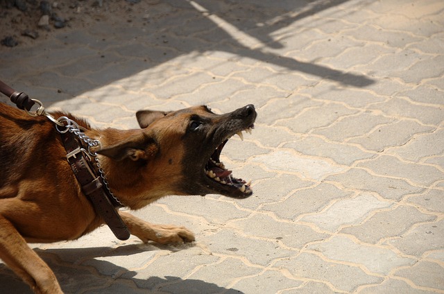 牙を向く犬