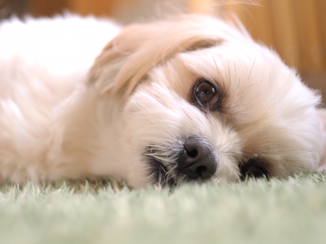 犬の痙攣について