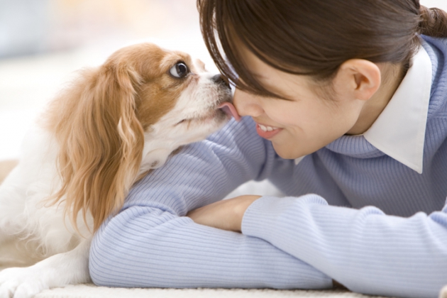 鼻を舐める犬