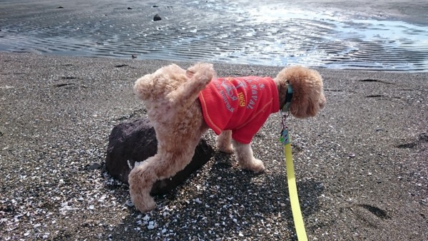 犬の去勢について