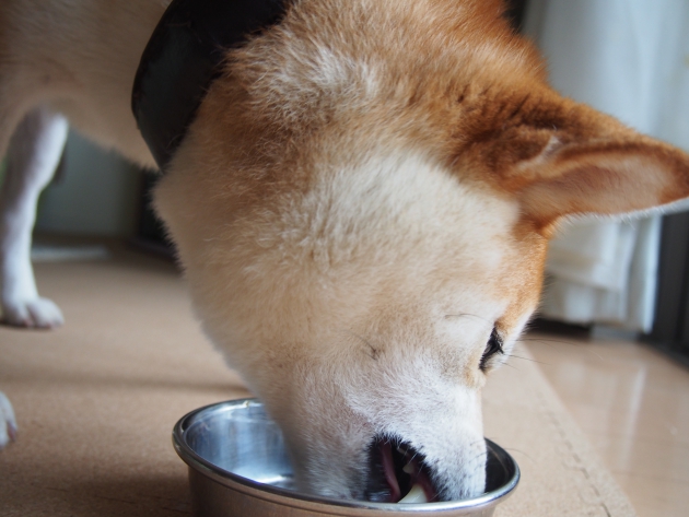 食べる犬