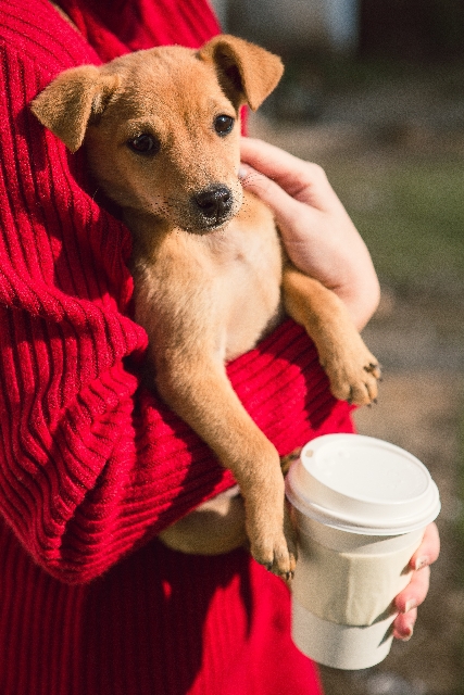 抱かれる犬