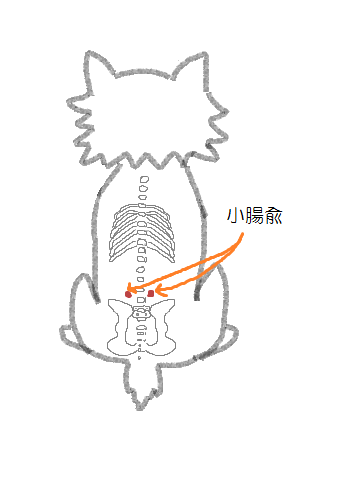 小腸兪の図