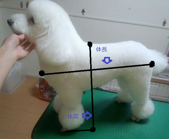 ホワイトプードルドワーフ体長体高図有り