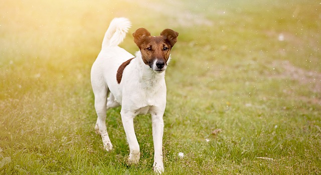 歩く犬