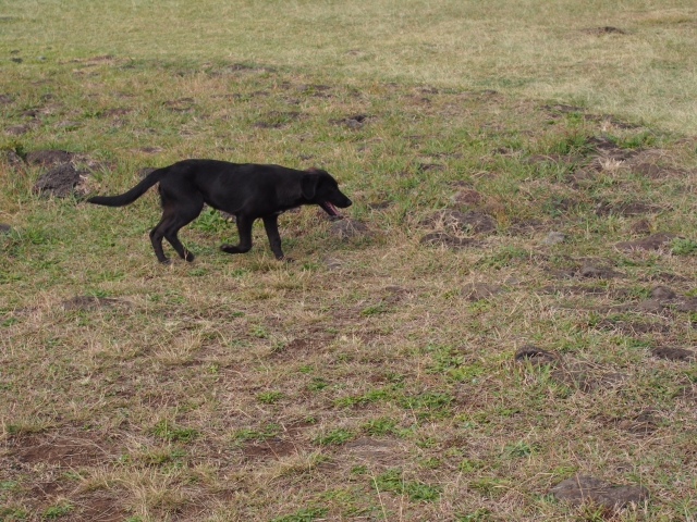 迷子の犬