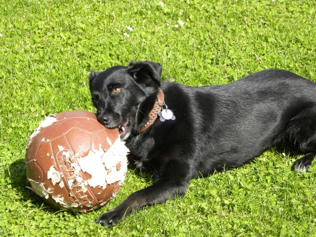 ボールをかじる犬