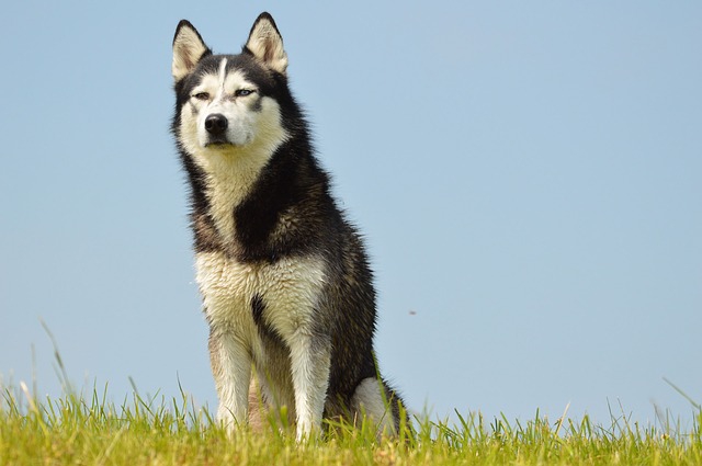 草むらのハスキー犬