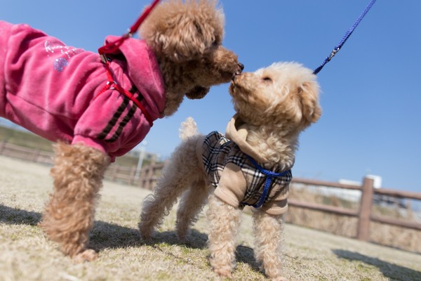 二匹の小型犬