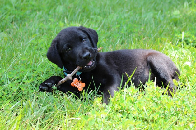 子犬